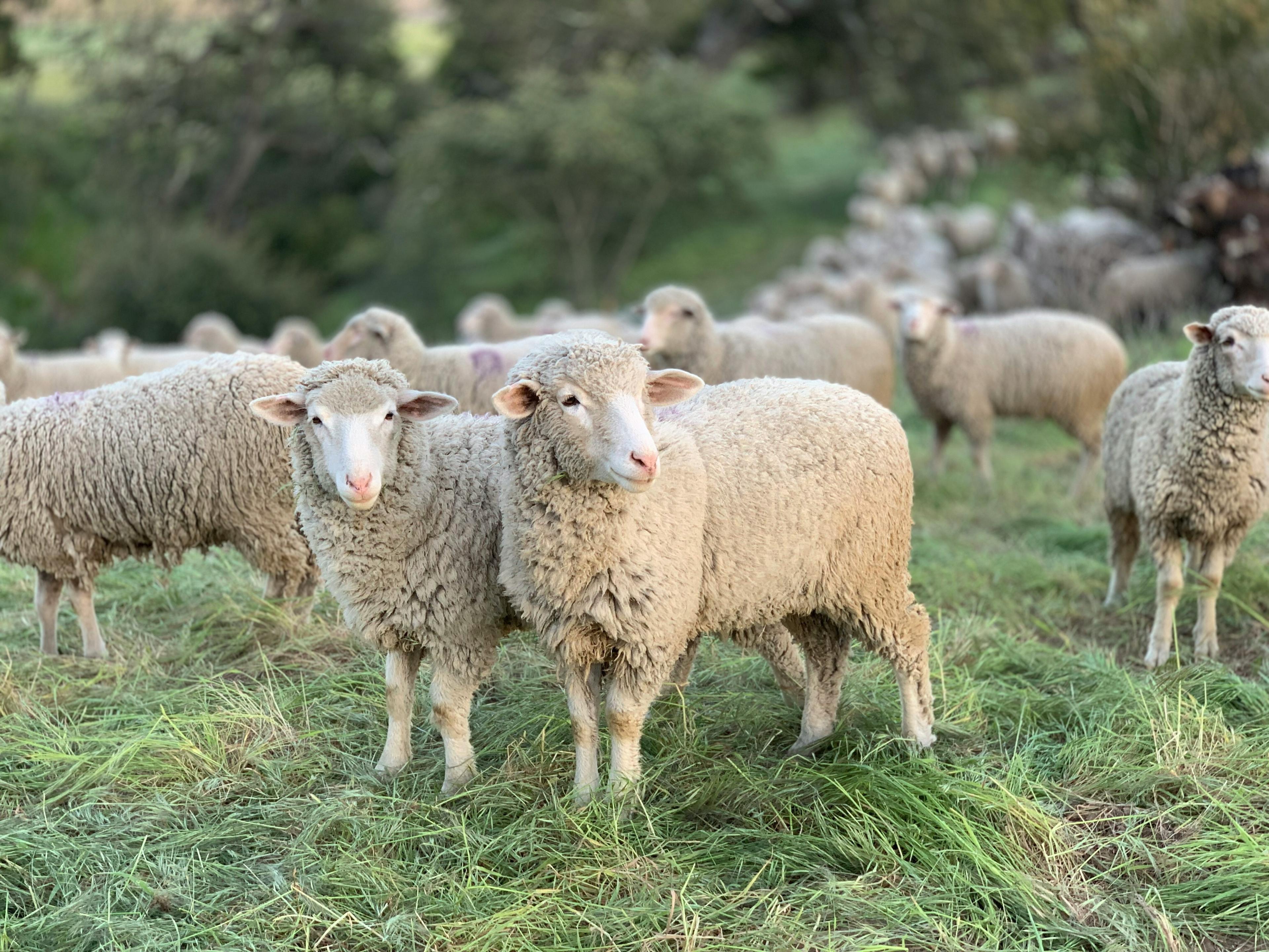 Flock of sheep standing in a grassy field