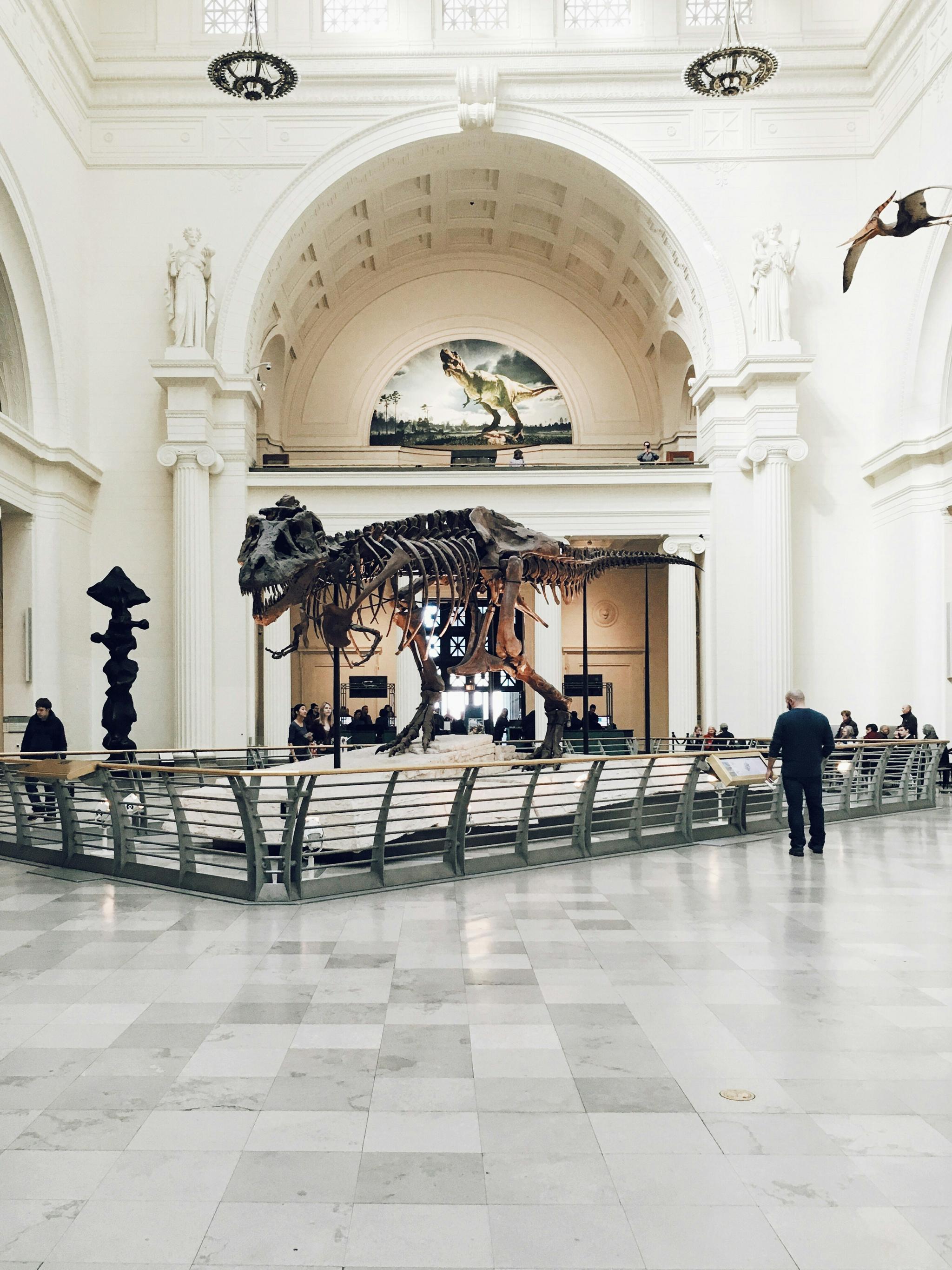 T. rex skeleton display in a bright museum hall