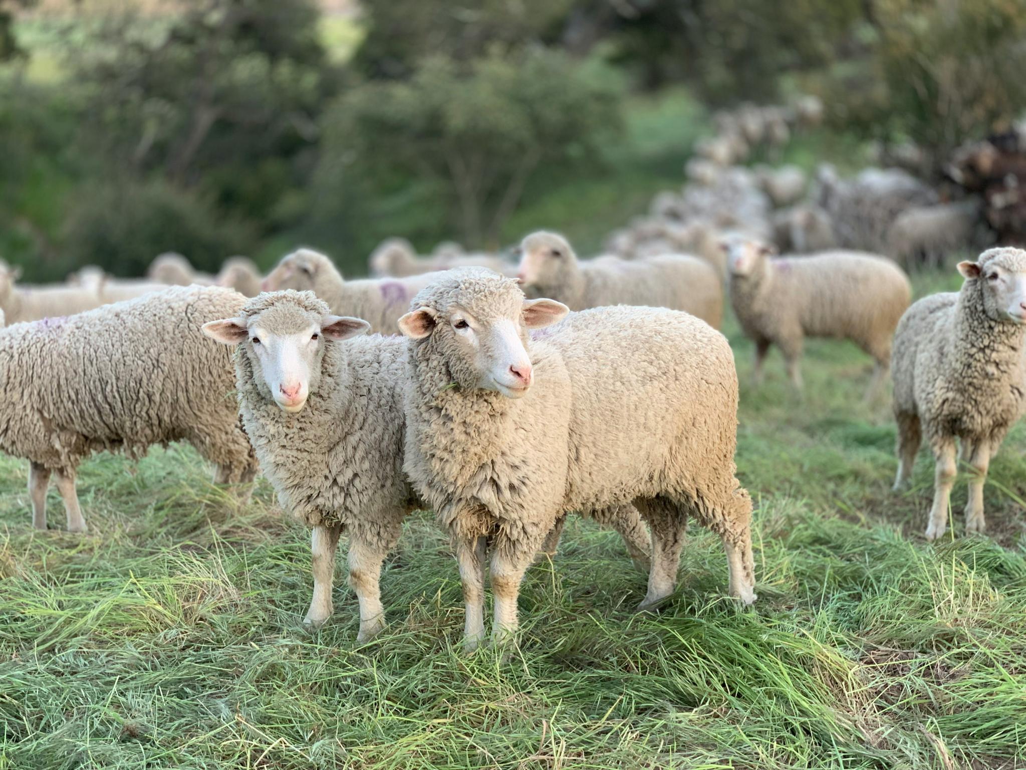 Flock of sheep standing in a grassy field